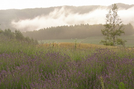 p7040672-1.jpg